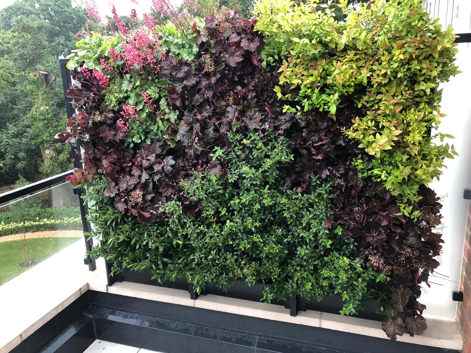 create a stunning balcony garden with a Rosewood living wall