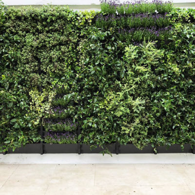 Urban greening in a beautiful London home