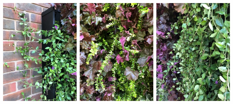 a new dimension for a garden seating area - a Rosewood living wall
