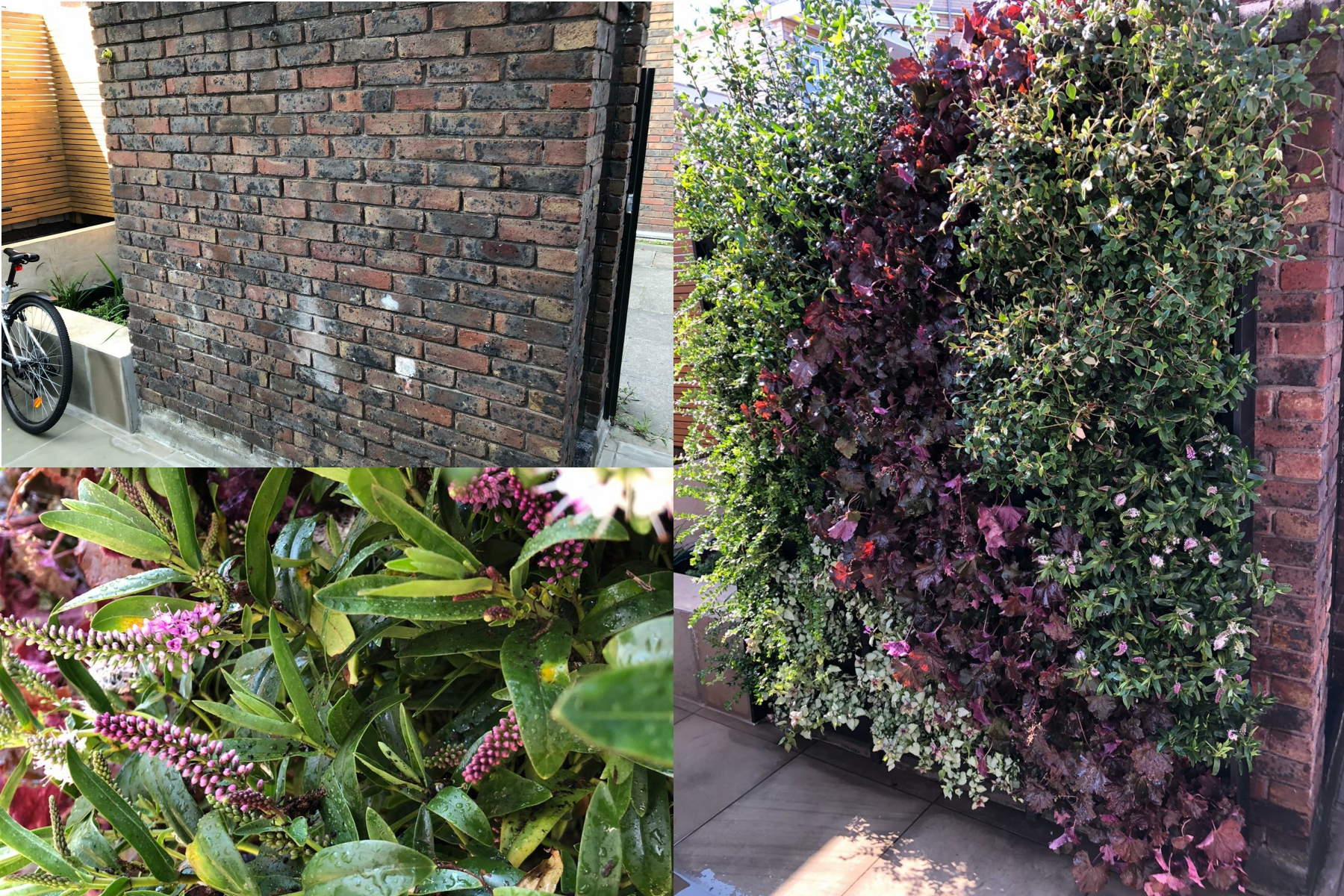 boring brick wall? we have it covered with a Rosewood living wall