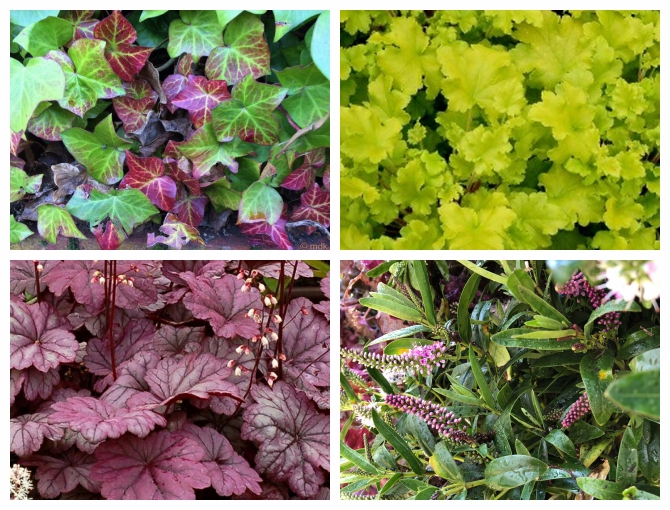 hedera heuchera and hebe: the Rosewood living wall classics