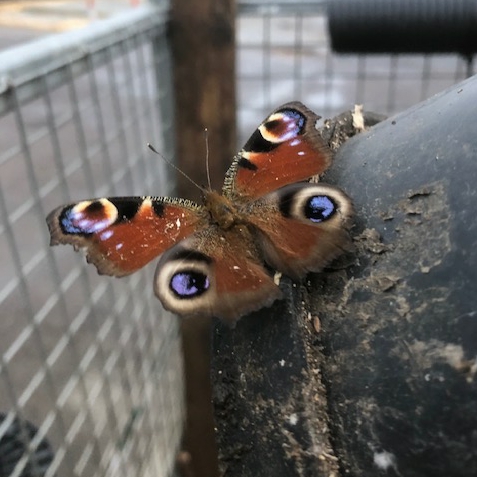 living walls aid declining wildlife