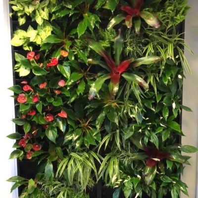 our interior living wall - stunning vertical garden in the Rosewood office