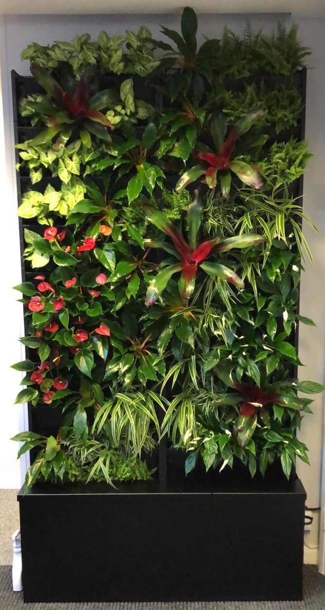 our interior living wall - stunning vertical garden in the Rosewood office