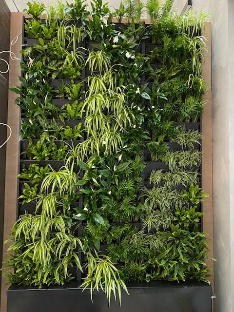 Interior living walls by Rosewood look amazing and bring nature indoors