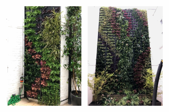 tall vertical gardens with the wow factor, designed and installed by Rosewood