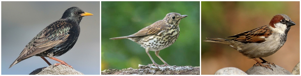 endangered birds supported by living walls: starling, thrush and sparrow