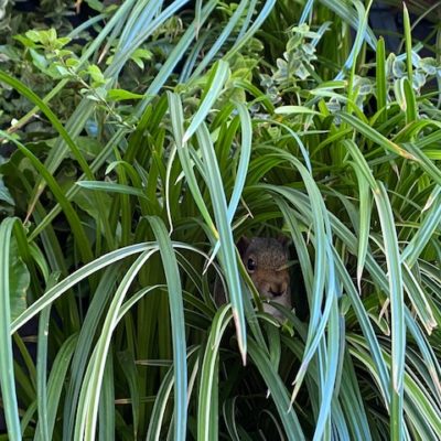 green walls attract mammals too - it's not just birds, bees and butterflies that love them