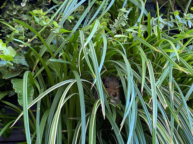 green walls attract mammals too - it's not just birds, bees and butterflies that love them