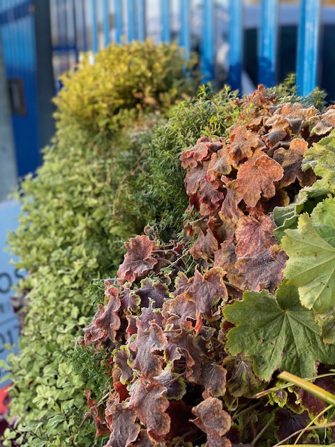 heucheras in living walls provide year round interest