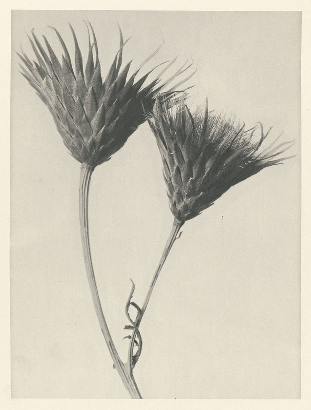 plant photography by Karl Blossfeldt still looks amazing