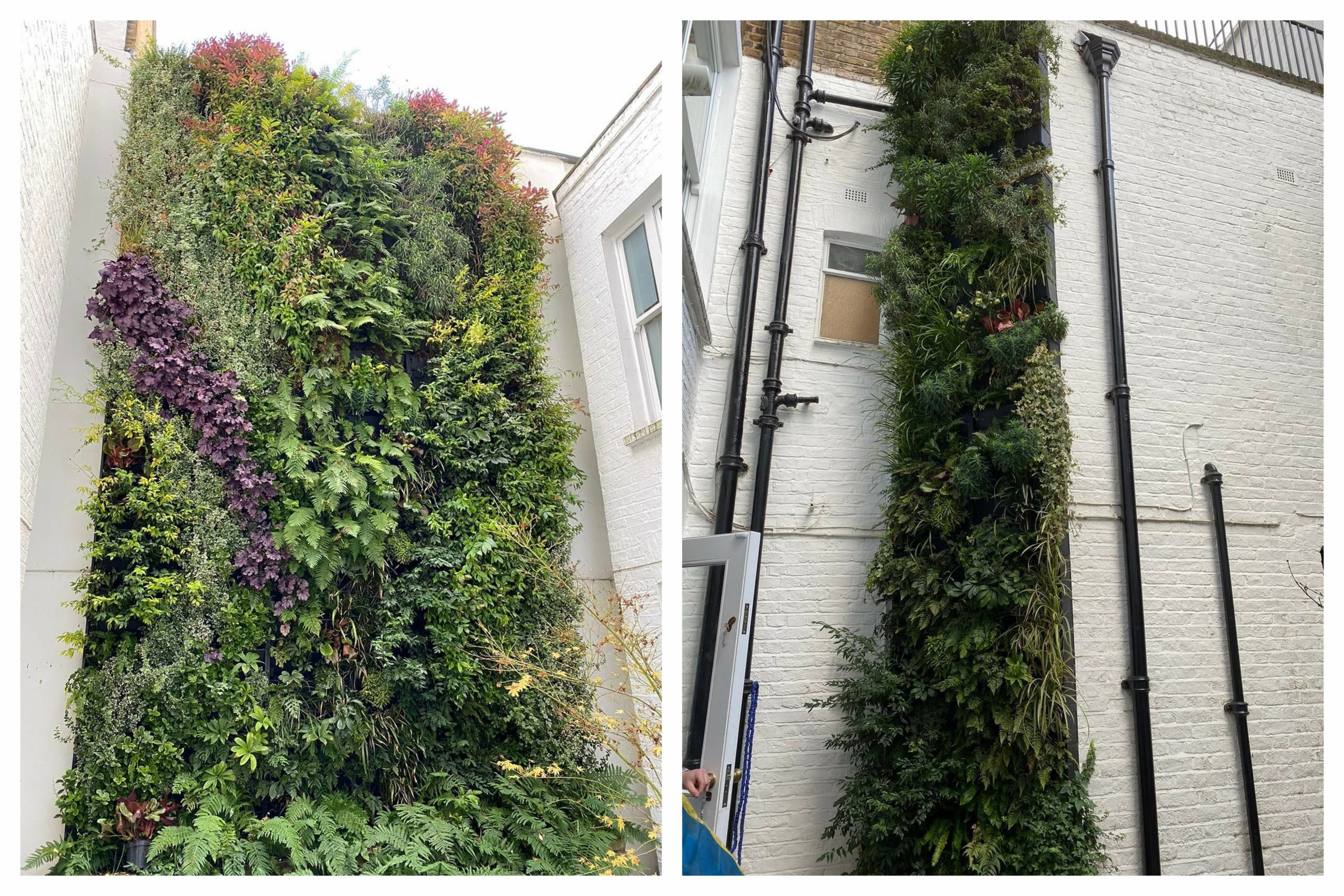 creating a tall living wall is easy when you know how