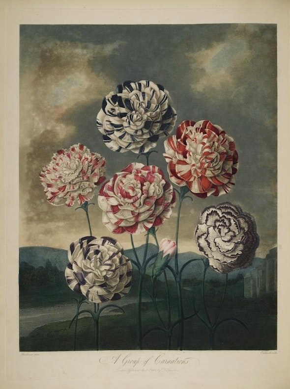 print of carnations from the Temple of Flora