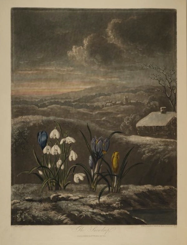 Snowdrops and Crocuses from Robert Thornton's Temple of Flora