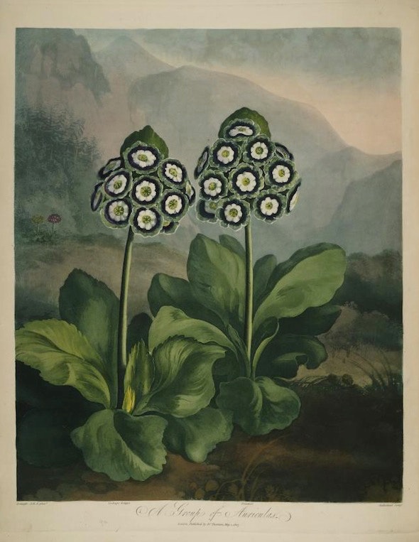 engraving of auriculas from The Temple of Flora