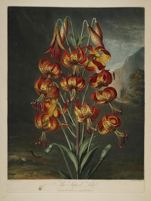 lily from the Temple of Flora, the amazing 1807 book of botanical science