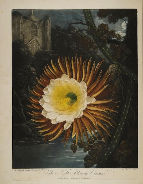night-blooming cereus from Thornton's Temple of Flora
