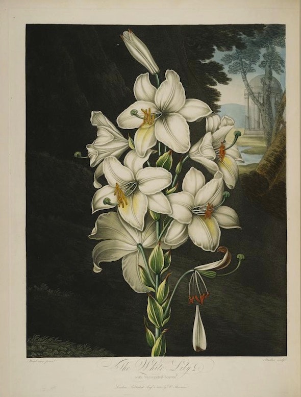 the white lily from the Temple of Flora is one of the most beautiful engravings in the book