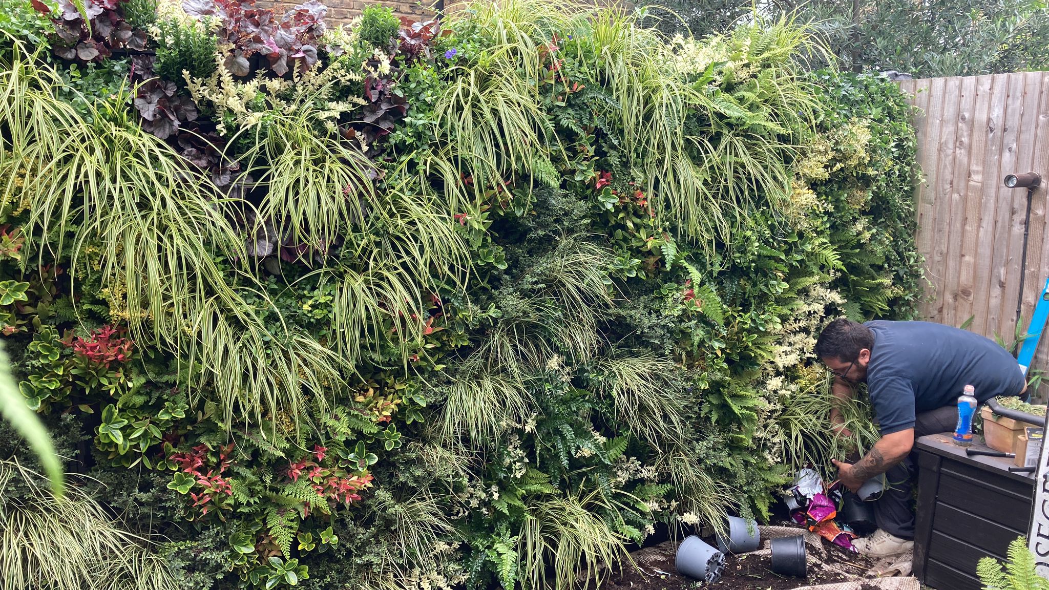 advantages of living walls over moss walls aren't limited to the rich texture and colour