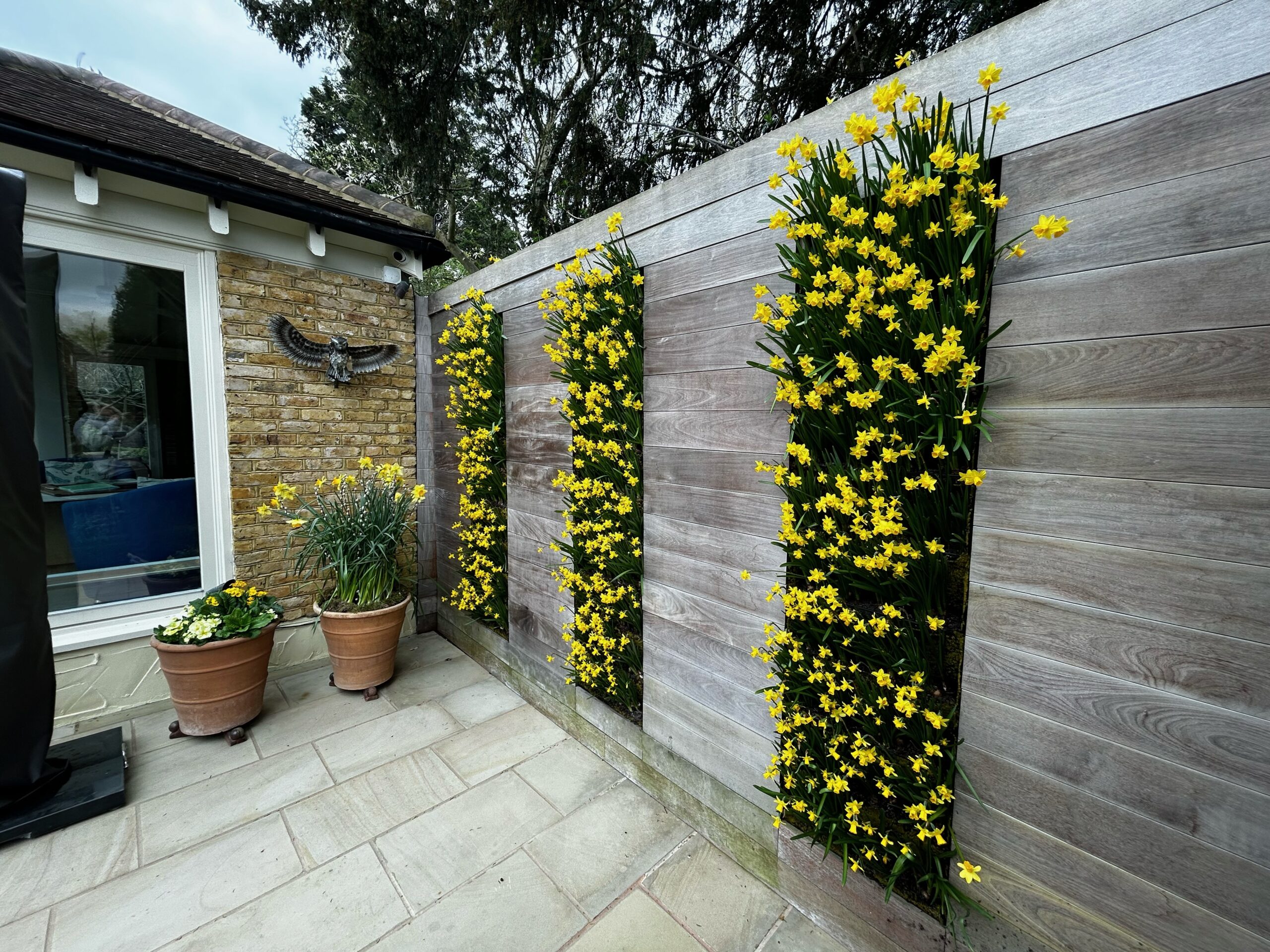 spring flower living walls - full of daffodils for bright spring colour