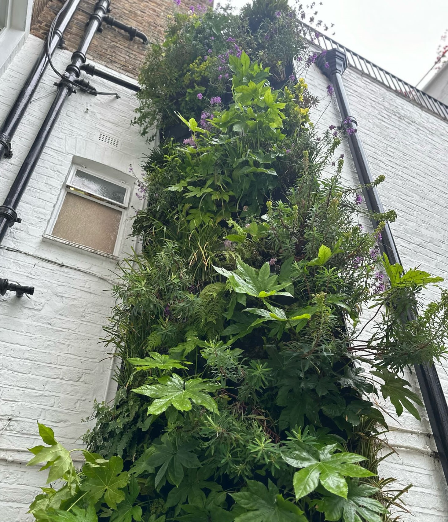 watering a tall living wall like this needs built-in irrigation, which we include in Rosewood's designs